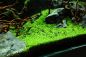 Preview: Elatine hydropiper/ Wasserpfeffer 1-2-Grow!